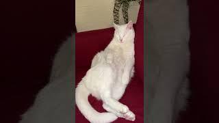 Надо много кушать и спать!