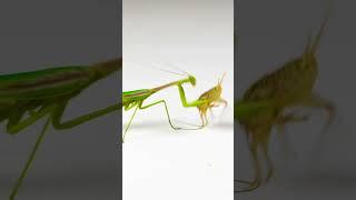 Praying mantis attacks cricket | Mantis vs Cricket Fight #viral #shorts #insects #mantis