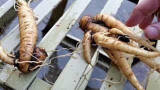 True Mandrake Roots - Grown from seeds! (Mandragora Turcomanica)