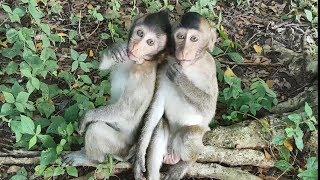 Cute hungry monkey Gunner attack for food,Starved baby monkey Gunner trying to convince, cute monkey