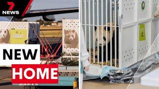 Australia welcomes new giant pandas from China | 7NEWS