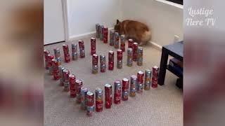 OMG Super Cute  Best Funny Cats and Dogs Compilation