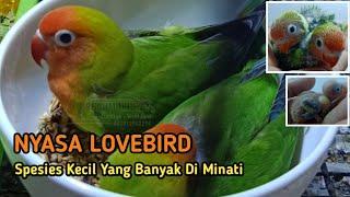 NYASA LOVEBIRD - AGAPORNIS LILIANAE NYASA