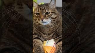 База базовая ️#юмор #цитаты #озвучка #cat