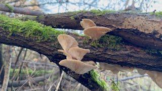 Foraging For My Lunch in December