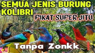 Mp3 Pikat Semua Burung Kecil Kolibri Paling Ampuh di Tahun 2024