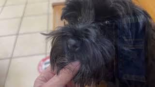 SVCC Schnauzer's Dazzle Updated Puppy Count X-ray Nov 19, 2024