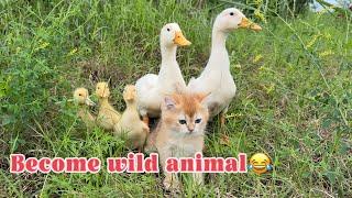 kitten took a group of ducklings to wander the earth.Lost,they became wild animals.so funny cute