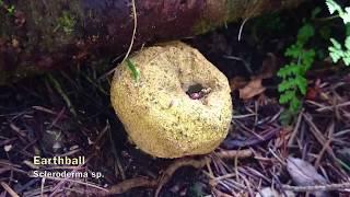 Earthball releasing spores