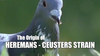 The Origin of Combination Heremans - Ceusters Strain