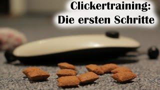 Clickertraining mit Katzen: Erste Schritte: Den Clicker einführen + Outtakes