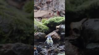 Badetag bei den Blaumeisen 🪿 | : Bird-wash: Time for a bath