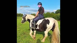 rosie  #horse #gypsycob #mogswings #equestrian #horseenthusiast #pony