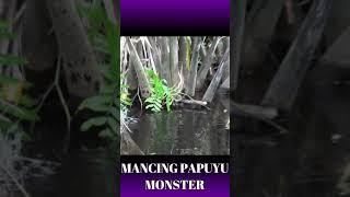 MANCING PAPUYU ATAU BETOK SUPER MANTAP | SENAR AMATIR