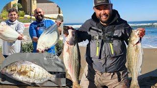 My BEST WEEK California Surf Fishing! HALIBUT, hundreds of Perch and Striper: TOURNAMENT FISHING