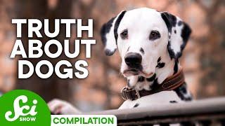Why Do Dogs Do That? | Fun Dog Facts Compilation