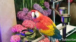 Beautiful Macaw | Long Tail Parrot | Colourful Birds | Birds | Parrots |