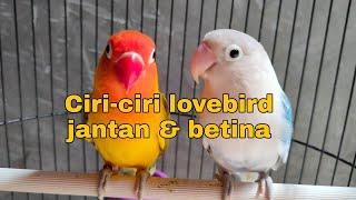 Ciri-ciri lovebird jantan dan betina