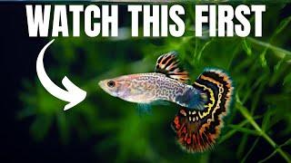 Proven Strategies to Keep and Breed 1000s of Guppies
