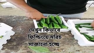 দেখুন কিভাবে ফিল্ডিংয়ে কাঁচা মরিচ সাজানো হয়  সৌদি আরব সবজি মার্কেট।  #probashi #probashgolpo