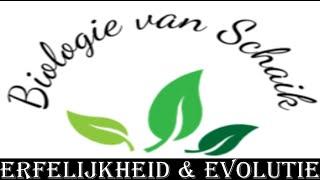 Erfelijkheid & Evolutie // Mutaties