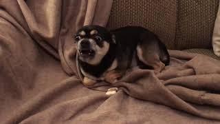 Growling Chihuahua