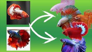 Betta Fish Cross Breeding Tail Types With Results