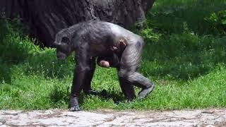 Schimpanse aktiver Tragling   4K