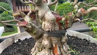 Bonsai Anting Putri Formal Jumbo Idaman - Faradisa Bonsai