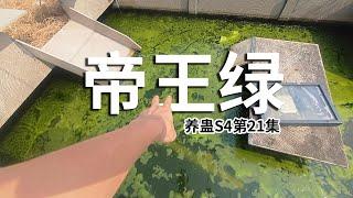 满绿！蛊池开出帝王绿！养蛊S4第21集