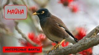 МАЙНА/Птицы/Животные/Интересные факты