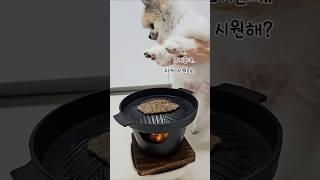 고깃집 테이블을 집에 두었더니, 어디서 맛있는 냄새가ㅋㅋ  #dogshorts #funny #강아지 #포메라니안 #깃털유머