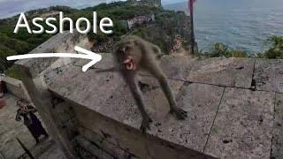 The Monkeys in Indonesia Steal Everything!