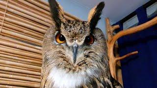 Eagle Owl Yoll: UGU! "Go away, you're not welcome here!"