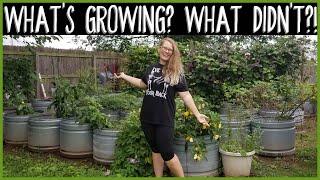 Oklahoma Gardening: What Grew, What I WON'T Grow Again | September 2020