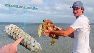 SEA TURTLE RESCUE WHILE SHELL HUNTING! FOUND A HUGE SHELL EGG CASING + GIANT SAND DOLLARS!