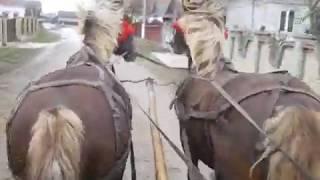 Коні Ваговози.БОЙОВІ КОНІ