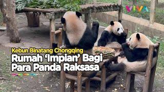 GEMESNYA Rumah Penuh Cinta Panda Raksasa di Chongqing