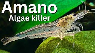 Ultimate Amano Shrimp Care guide for beginners. Is Amano the best algae eater?