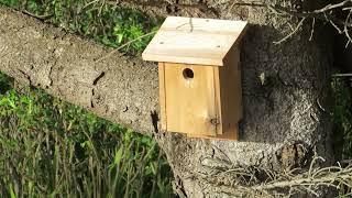 Chickadees in Yachats