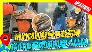 【日本青森】最壯闊的鮭魚洄游奇景 精心復育魚卵的職人精神｜《世界第一等》186集濃縮精華版 #世界該去哪