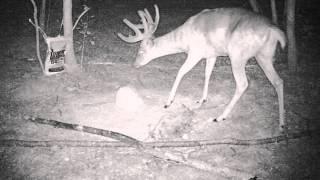 Big & J cube attracts nice bucks