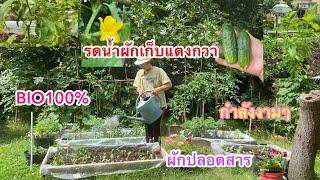 มารดน้ำผักกำลังงาม แตงกวาพอเก็บแล้ว bio 100% @92wara