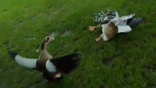 Northern Goshawk vs. 2 Egyptian Geese