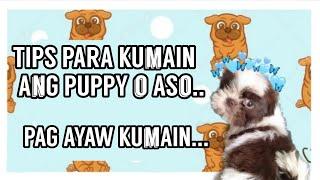 TIPS PAG AYAW KUMAIN ANG PUPPY /ANO DAPAT GAWIN PAG AYAW KUMAIN ANG ASO