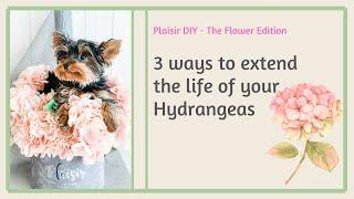 The truth about Hydrangea care and what you've been doing wrong!