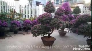 Cây hoa giấy thế, Cây Văn Giang Hưng Yên - Hulatrees