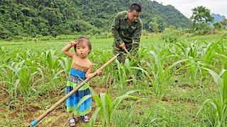 Caring for and weeding corn gardens - Cooking / XuanTruong