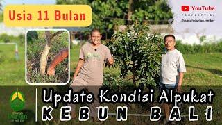 UPDATE KEBUN ALPUKAT BALI  | Usia 11 Bulan 