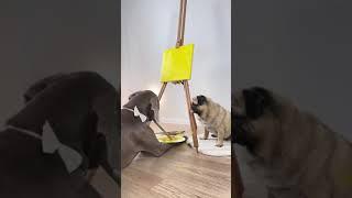 Собака Художник | jokeswithanimals_ | Тик Ток #Shorts